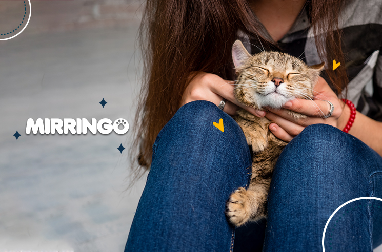 Recomendaciones Para Cuidar La Salud De Tu Gatito I Efecto Mirringo