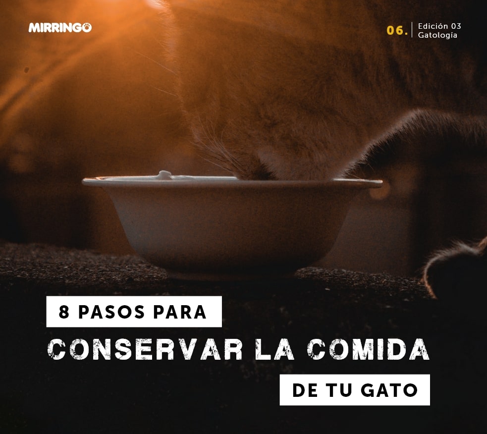 8 pasos para conservar la comida de tu gato