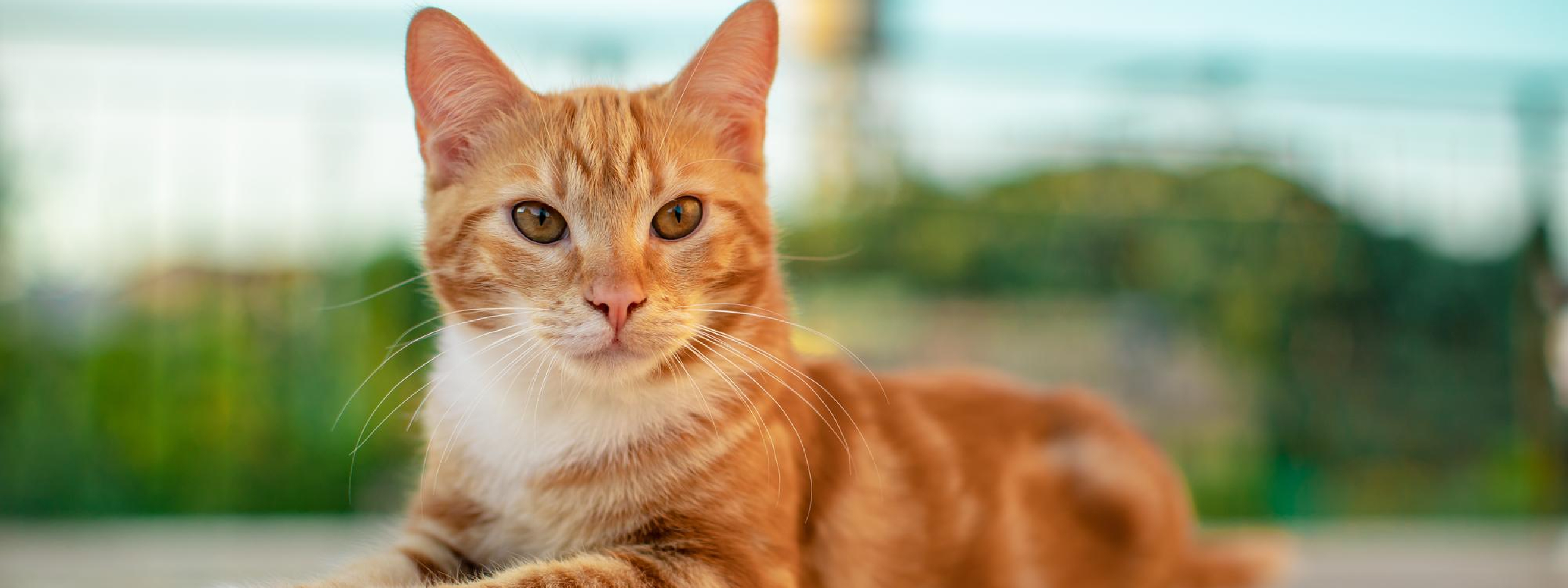 porque los gatos naranjas son locos