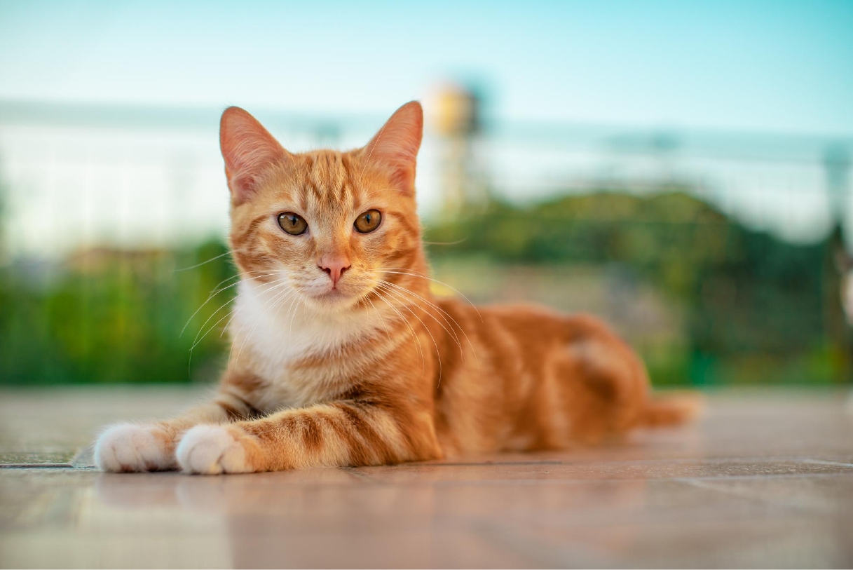 porque los gatos naranjas son locos