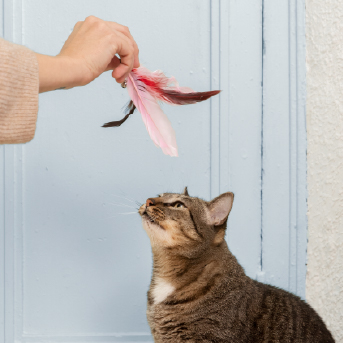 consejos-practicos-para-cuidar-a-tu-gato.jpg