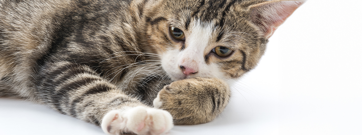 celo en gatos problemas de salud