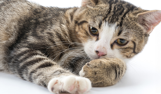 celo en gatos problemas de salud