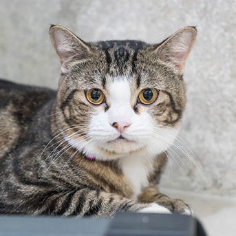 gato-en-celo-cambios-en-salud.jpg