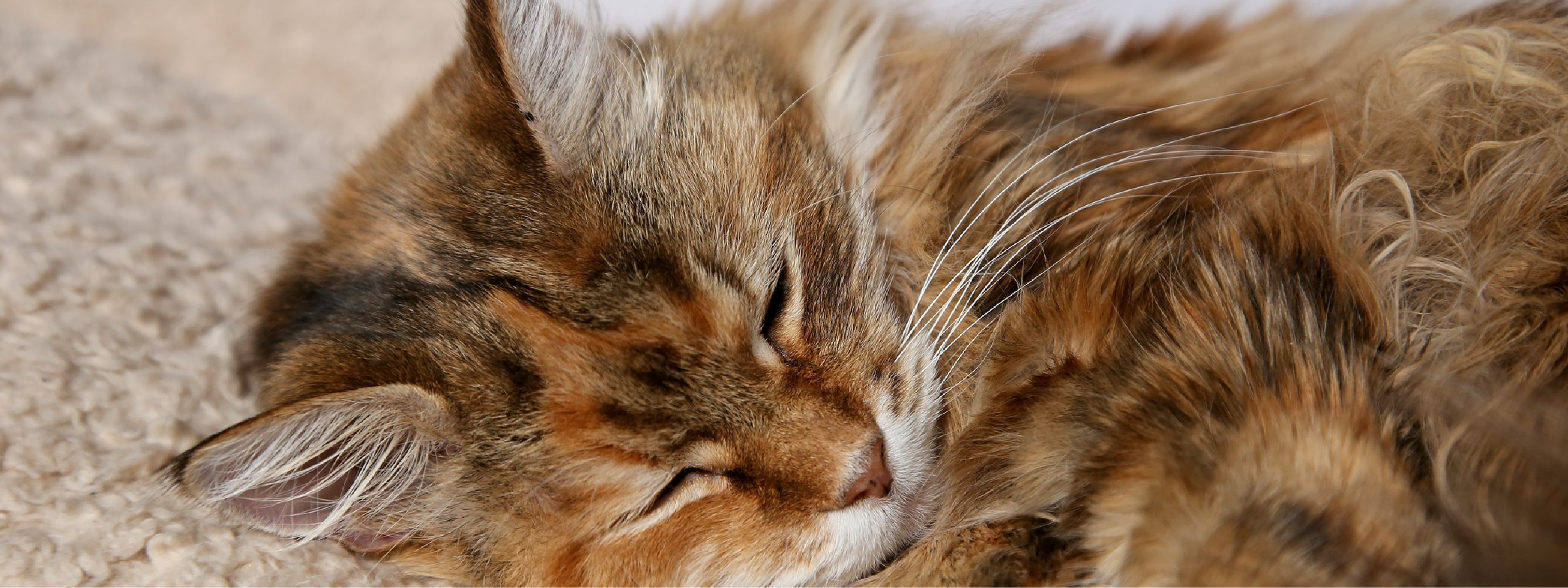 cuidados de esterilizacion de gatos