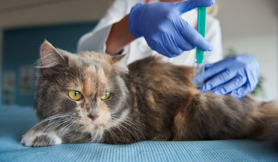 cuidados de esterilizacion de gatos