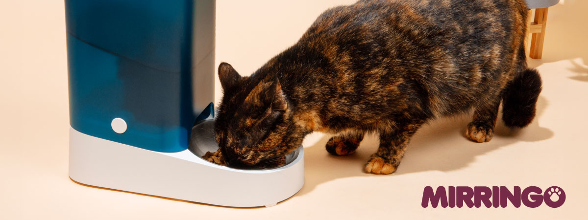 ¿Cuándo se le puede dar comida a un gatito bebé?