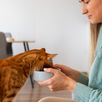 Gato comiendo de un comedero elevado que favorece su postura y evita molestias en el cuello.