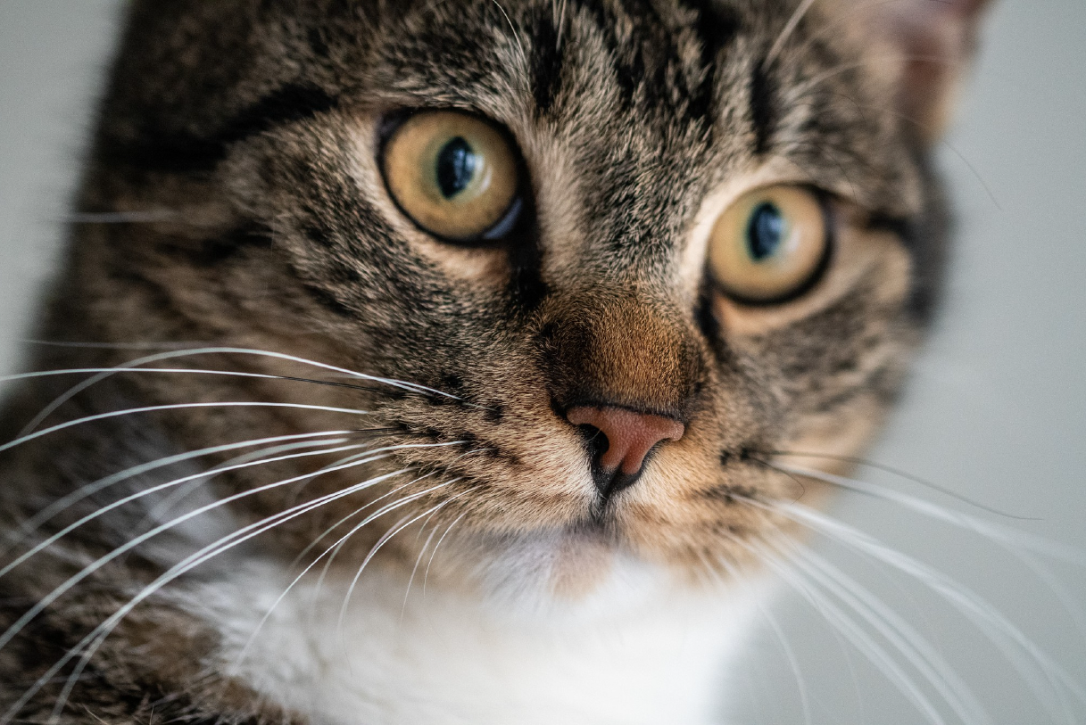 ¿Es malo cortar los bigotes del gato?