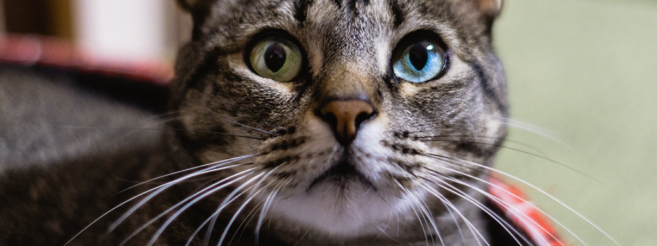 ¿Es malo cortar los bigotes del gato?