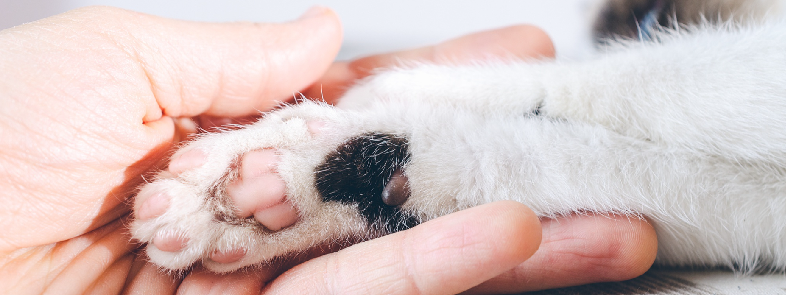 Cómo prevenir infecciones en las patas y uñas de los gatos