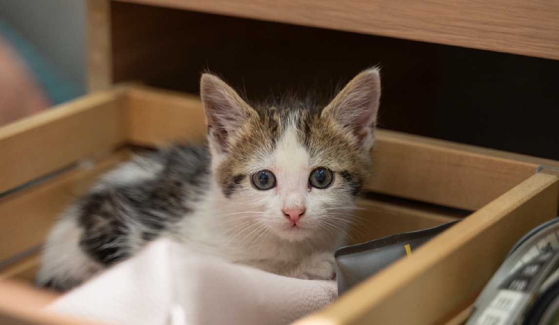 Como acostumbrar a un gato a una nueva casa