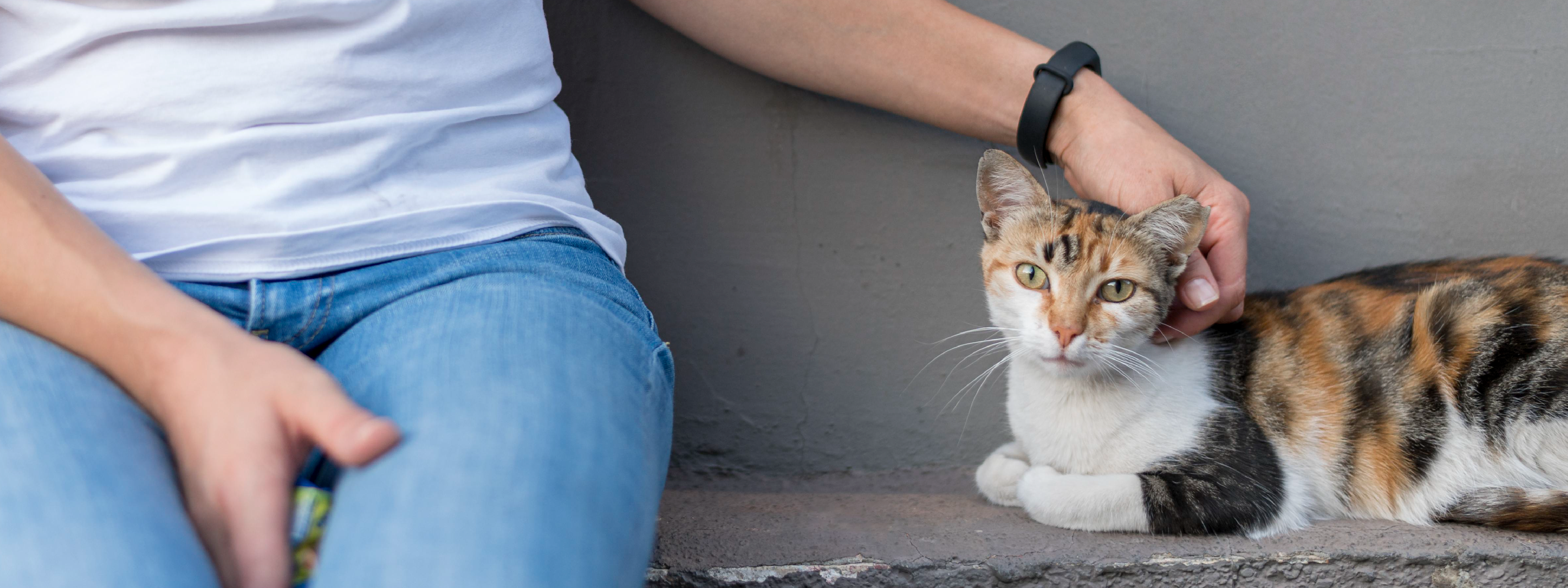 como cuidar a un gato recien adoptado