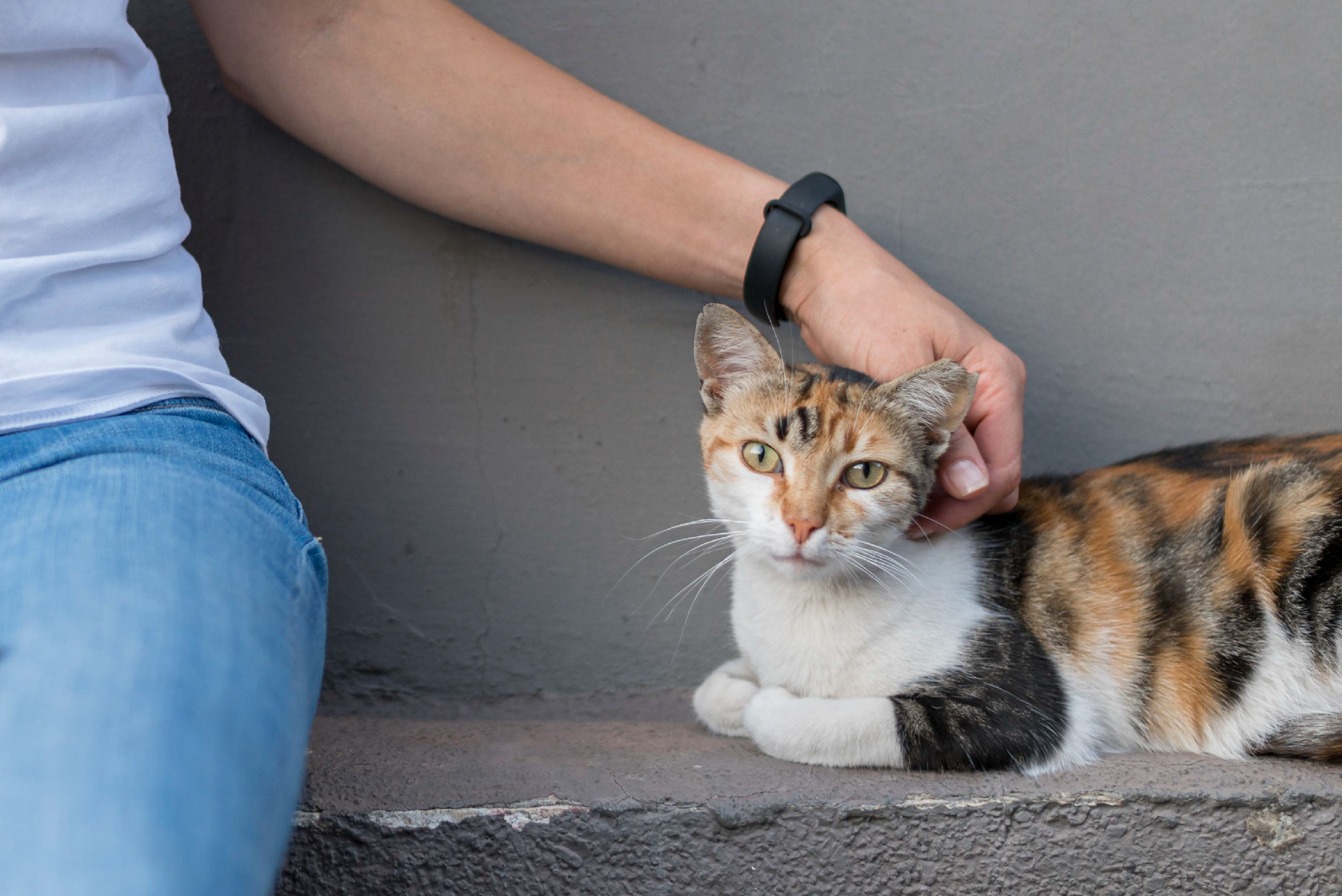 como cuidar a un gato recien adoptado