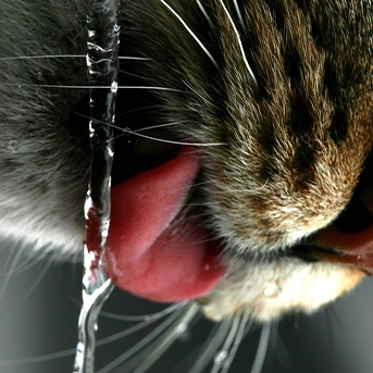 por-que-es-importante-que-un-gato-beba-agua.jpg