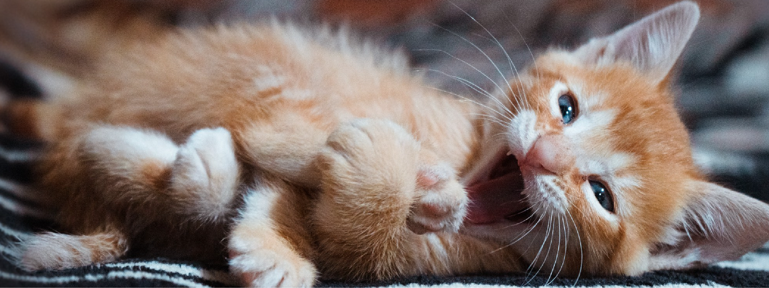 Guía de socialización de gatitos en los primeros días