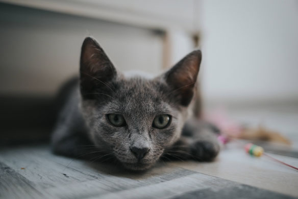 Frecuencia del celo en gatos