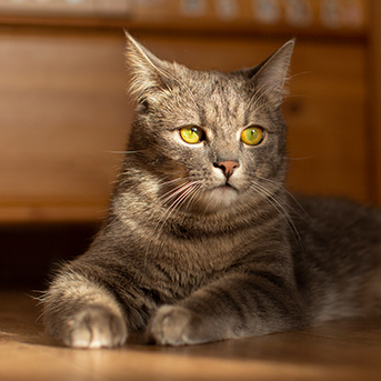 como-dejar-a-un-gato-solo-en-casa.jpg