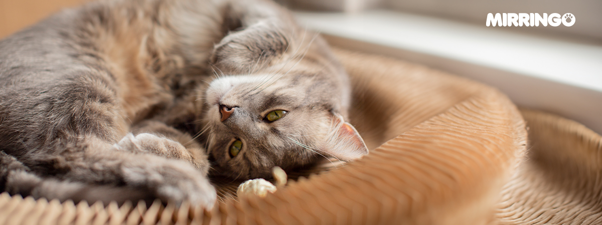 cuantas horas se puede dejar solo a un gato