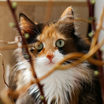 diferencias-en-el-cuidado-de-gatos-de-pelo-corto-y-pelo-largo.jpg