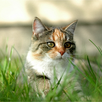 hierba-para-gatos-efectos.jpg
