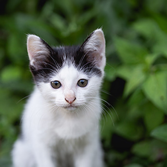 nombres-unicos-para-gatos.jpg