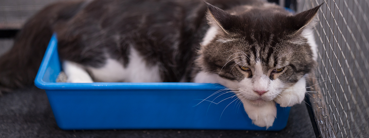 ¿Cómo puedo quitar el olor a orina de gato de la casa?