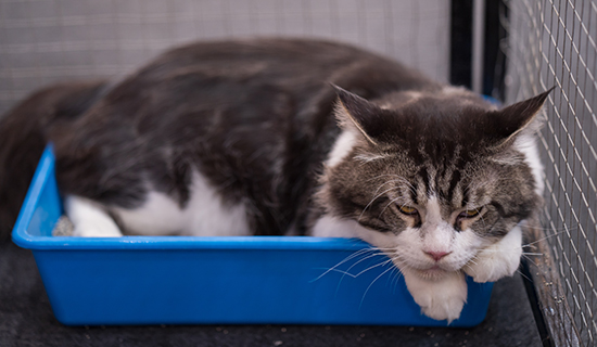 ¿Cómo puedo quitar el olor a orina de gato de la casa?