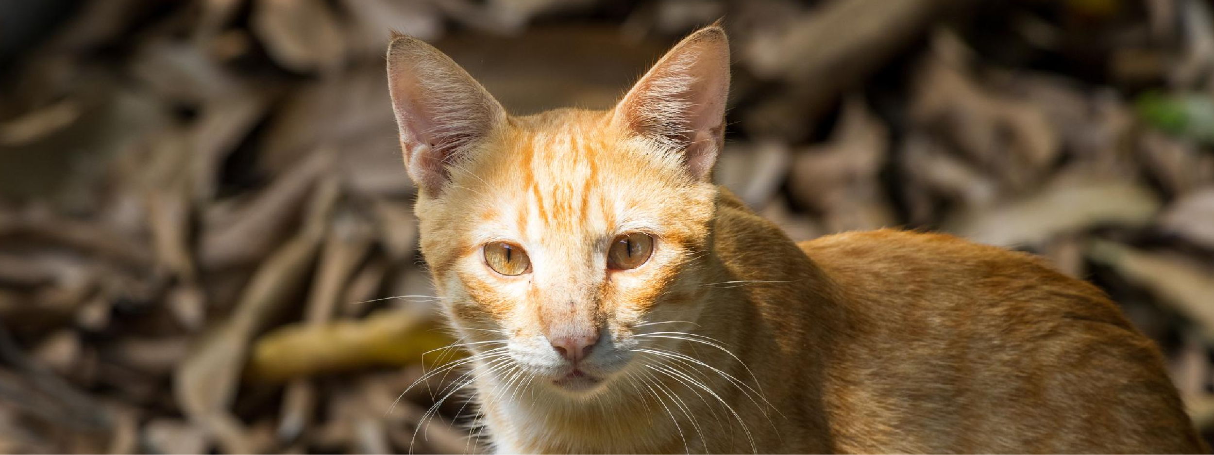 rabia en gatos síntomas y tratamiento