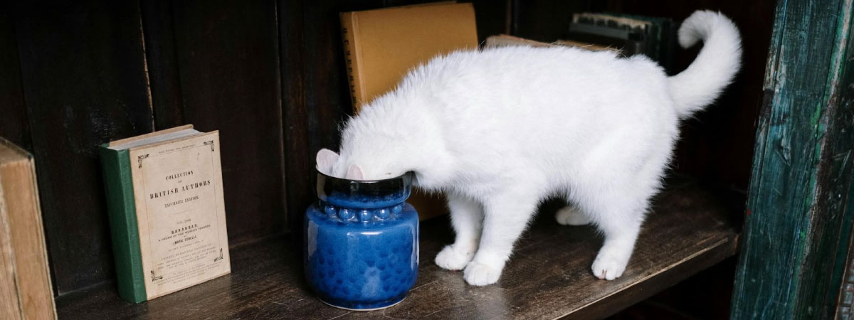 ¿Los gatos odian el olor a cítricos?