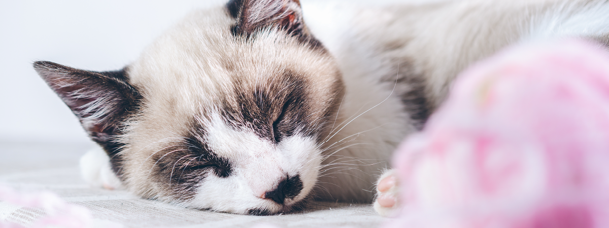 Cómo tratar el moquillo en gatos