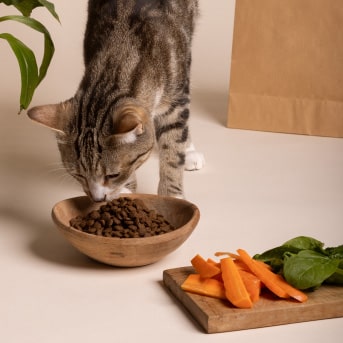 que alimentos naturales pueden comer los gatos .jpg