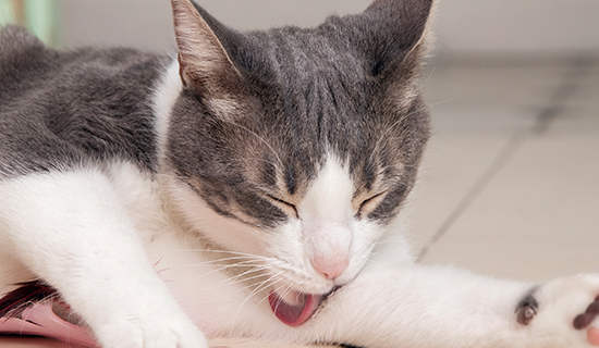 ¿Cómo puedo quitar el olor a orina de gato de la casa?