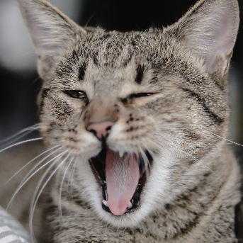 enfermedades comunes en los dientes de los gatos.jpg