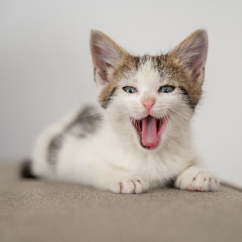 como prevenir problemas dentales en gatos.jpg