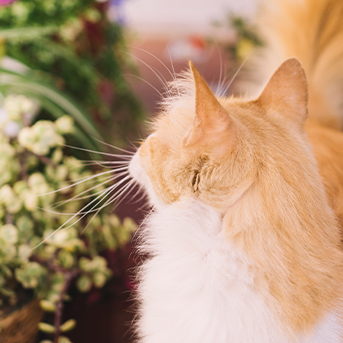 creencias-sobre-gatos-y-proteccion-en-el-hogar.jpg