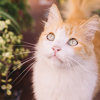 gatos-como-canalizadores-de-energia-positiva.jpg