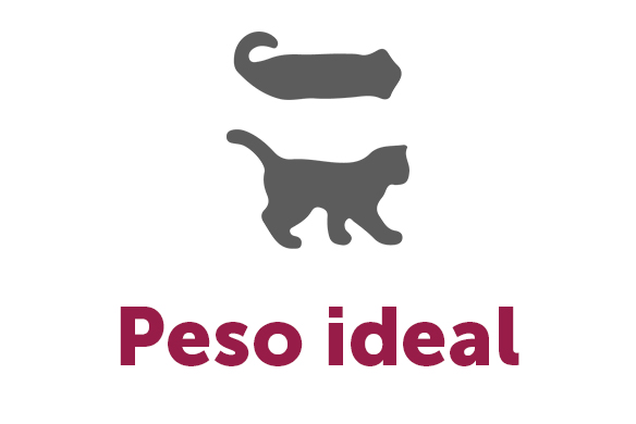 como-saber-si-mi-gato-esta-en-su-peso-ideal.jpg