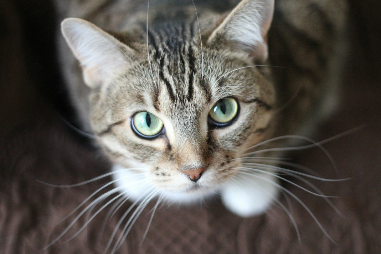 Cómo entrenar a un gato para usar el arenero