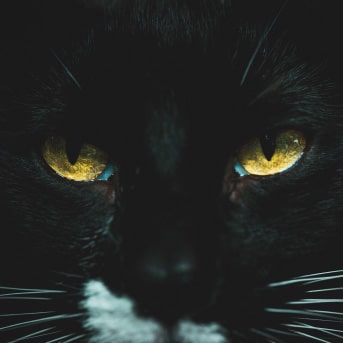 Las puertas de piedra – Diario de un gato negro