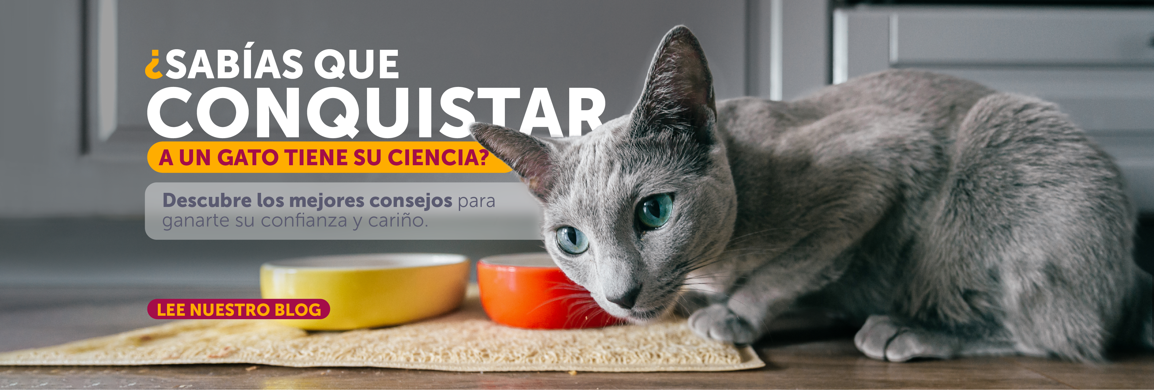 blog como conquistar un gato