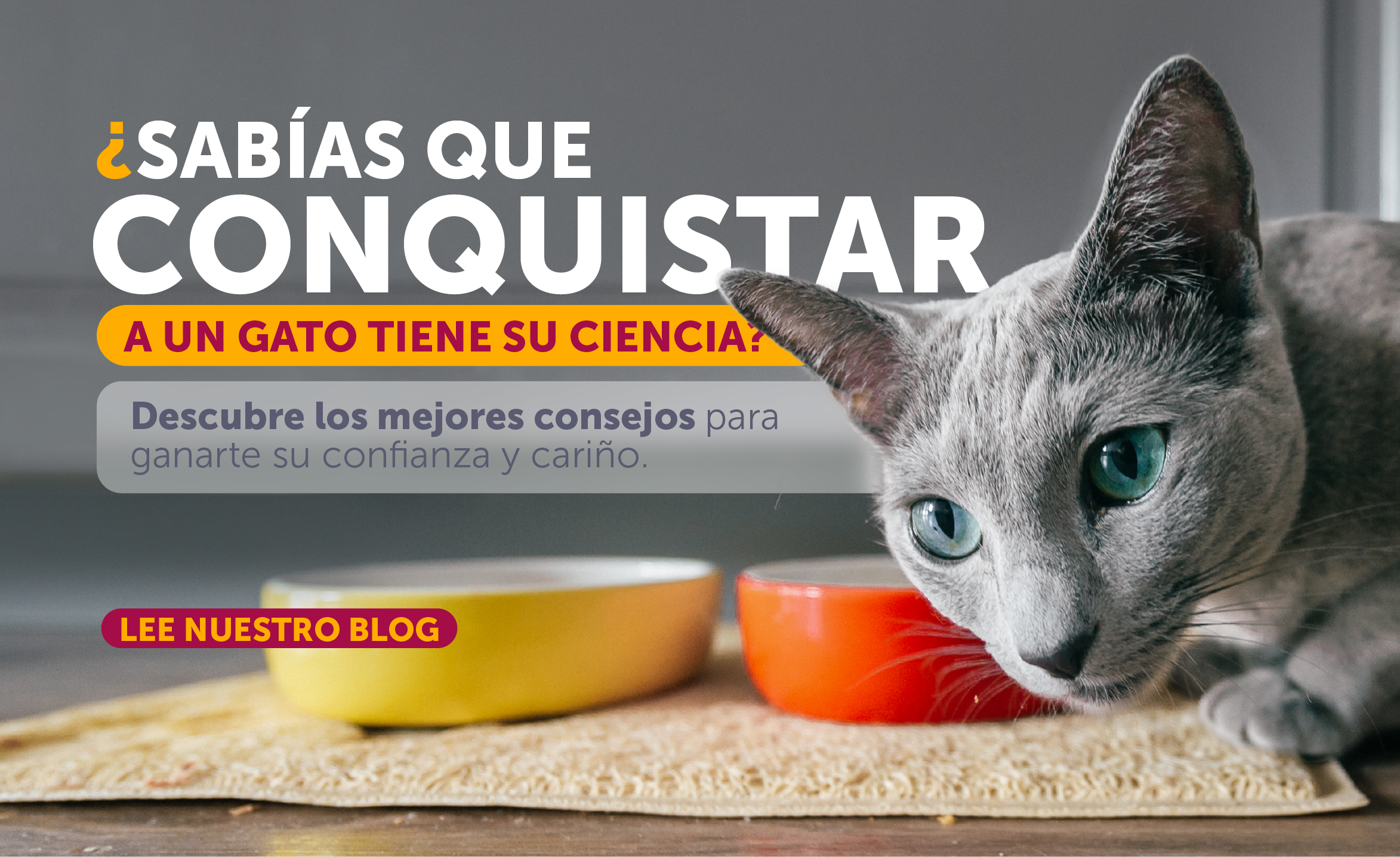 blog como conquistar un gato